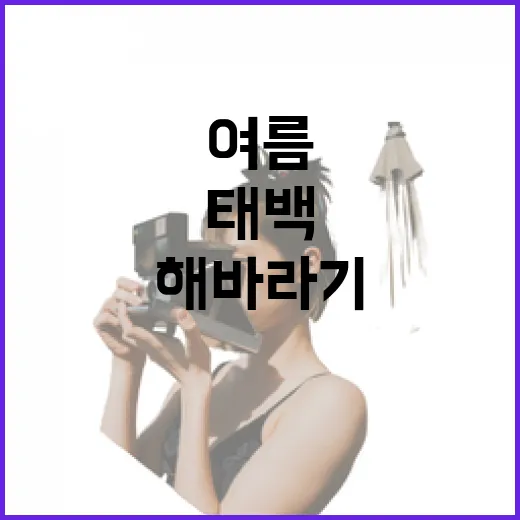태백 여름, 해바라기와 물의 축제