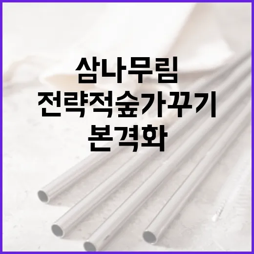 삼나무림 재생, 전략적 숲가꾸기 본격화