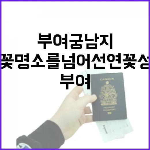 부여 궁남지, 연꽃 명소를 넘어선 연꽃 성지