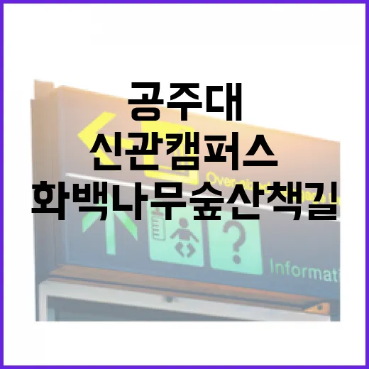 공주대 신관캠퍼스 화백나무숲 산책길