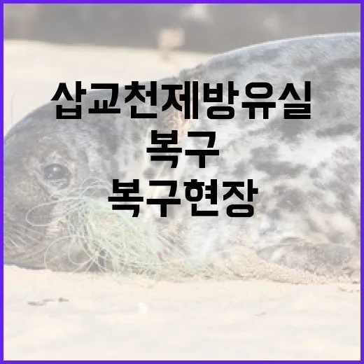 삽교천 제방 유실 긴급 점검과 복구 현장