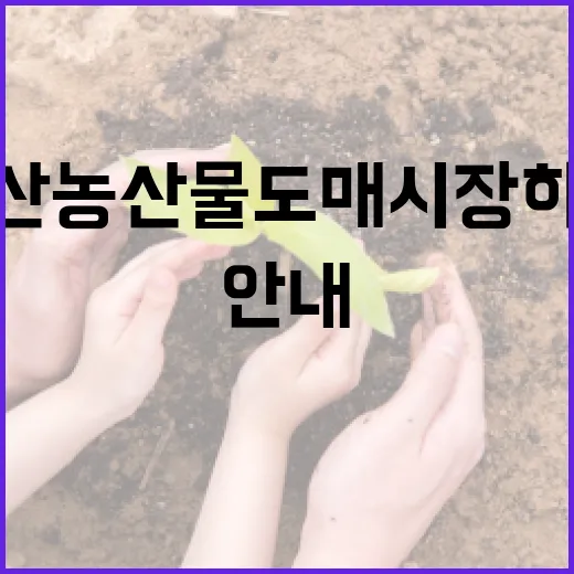 2025년 인천 삼산농산물도매시장 하계 휴업 안내