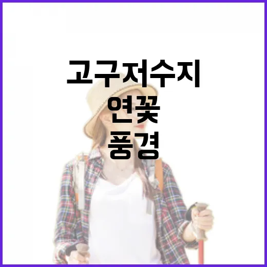 고구저수지 연꽃, 강화 교동도 여름 풍경
