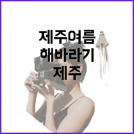제주 여름 해바라기 명소 두 곳 탐방