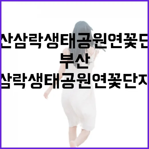 부산 삼락생태공원 연꽃단지 산책길