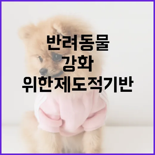 반려동물 보험 활성화 위한 제도적 기반 강화