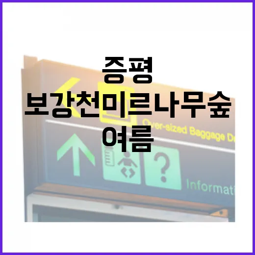 증평 보강천 미르나무숲, 여름 힐링 명소