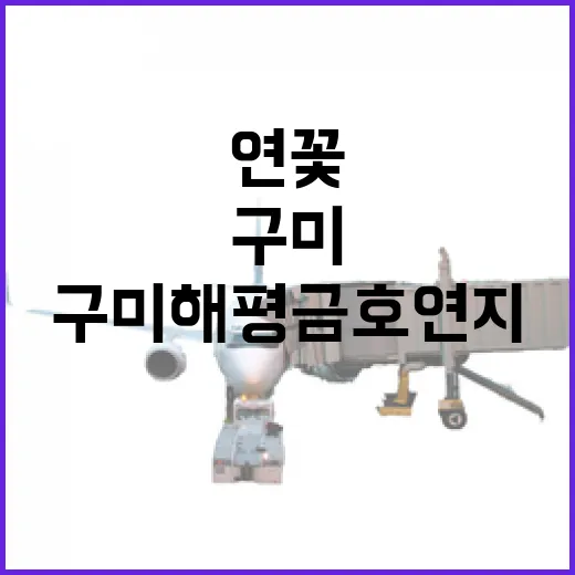 구미 해평 금호연지 연꽃 명소