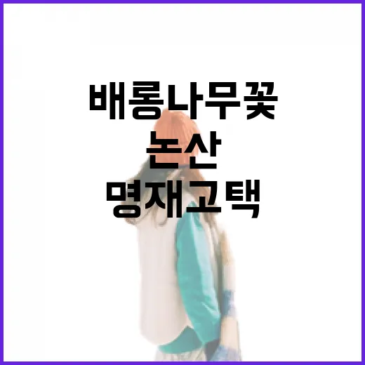 논산 명재고택과 노성향교 배롱나무꽃 절경