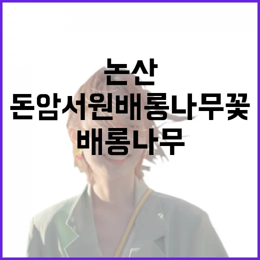 논산 돈암서원 배롱나무꽃과 함께하는 역사 산책