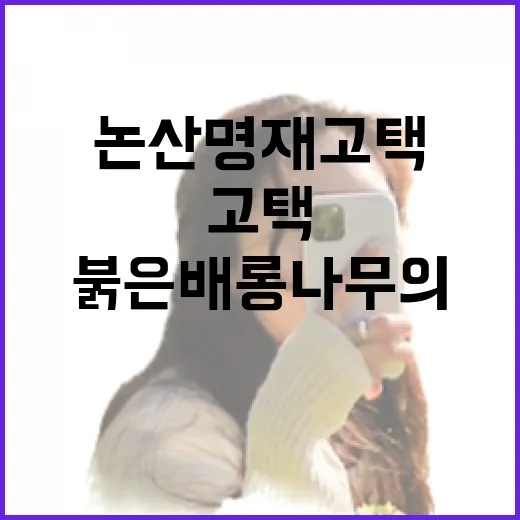 논산 명재고택 붉은 배롱나무의 여름
