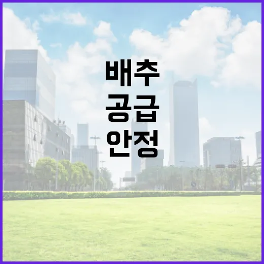 여름배추 공급 증가로 가격 안정 기대