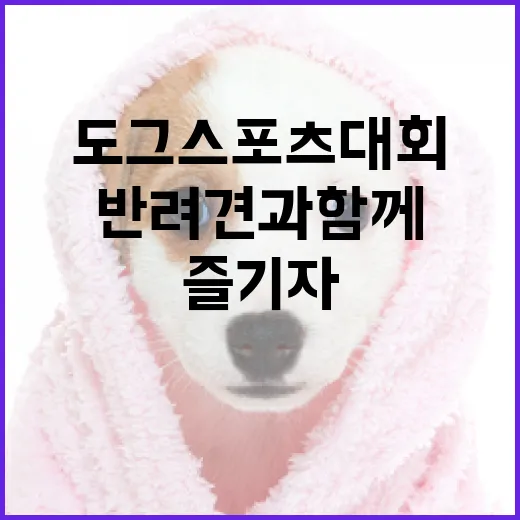 서울 도그스포츠 대회, 반려견과 함께 즐기자