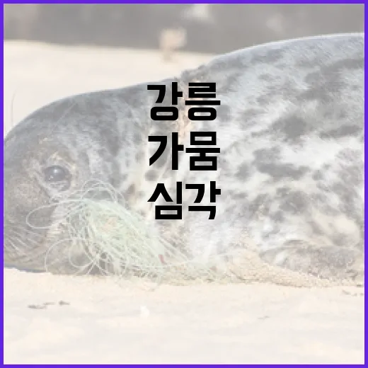 강릉 가뭄 심각 단계 격상, 도암댐 활용 검토