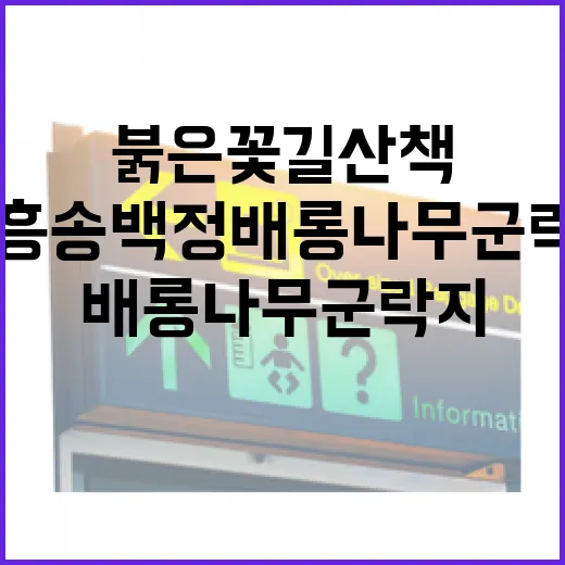 장흥 송백정 배롱나무 군락지 붉은 꽃길 산책