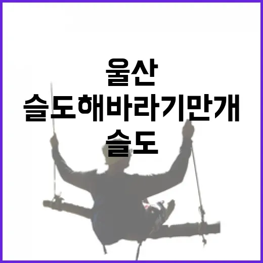 울산 슬도 해바라기 만개, 바다와 어우러진 황금빛 풍경