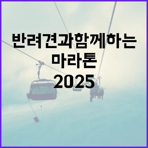 대전 댕댕런 2025, 반려견과 함께하는 가을 마라톤