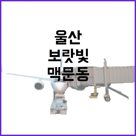 울산 동구 보랏빛 맥문동과 아침 햇살 풍경