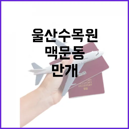울산 수목원 맥문동 만개, 보랏빛 향연