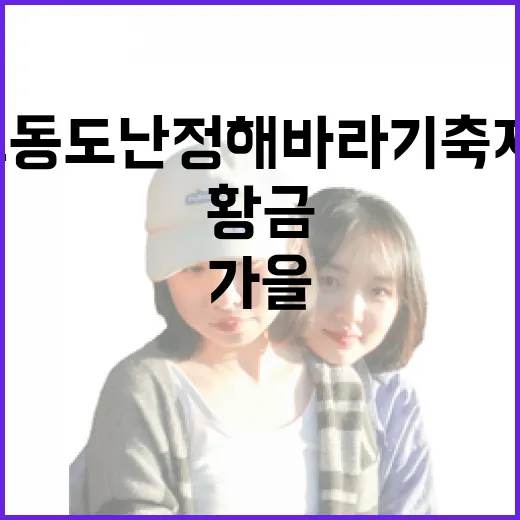 교동도 난정 해바라기 축제, 가을의 황금 물결