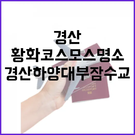 경산 하양 대부잠수교 황화코스모스 명소