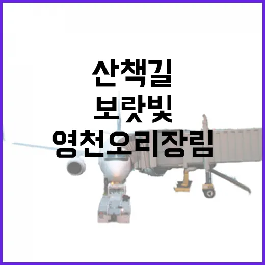 영천 오리장림 보랏빛 맥문동 산책길