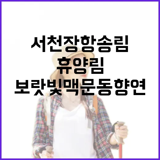서천 장항송림 휴양림 보랏빛 맥문동 향연