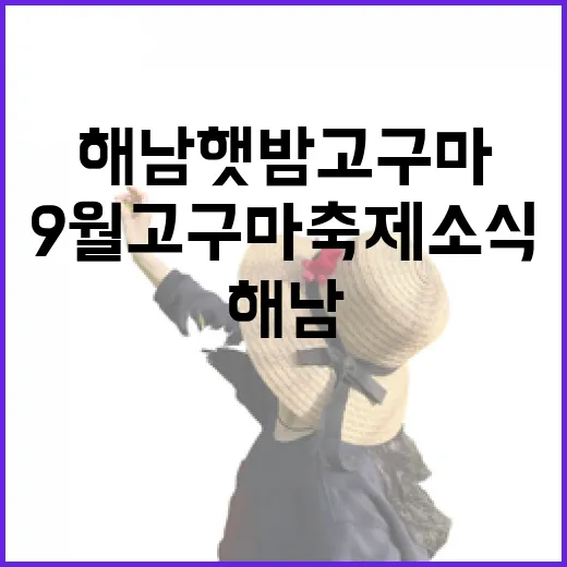 해남 햇밤고구마와 9월 고구마 축제 소식