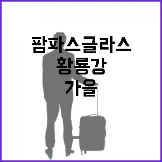 황룡강 가을, 팜파스 글라스 물결