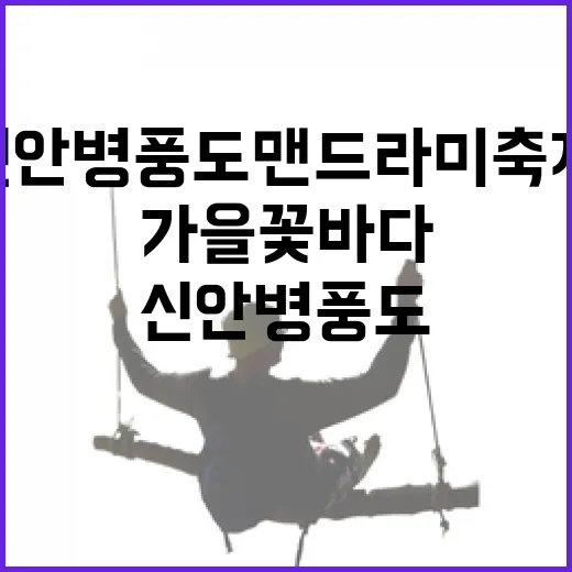 가을 꽃바다 신안 병풍도 맨드라미 축제