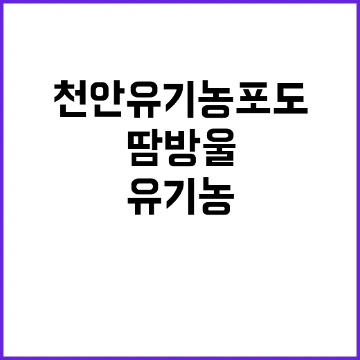 천안 유기농 포도,…