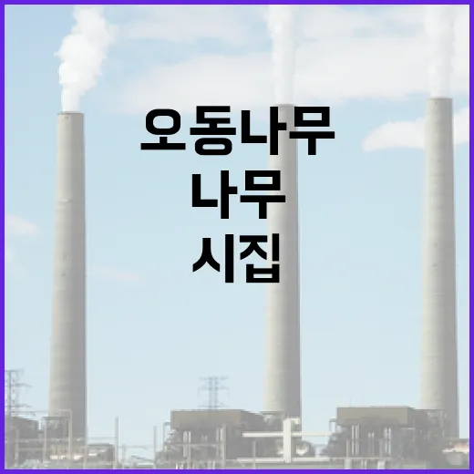 딸 시집 보낸 오동나무의 비밀