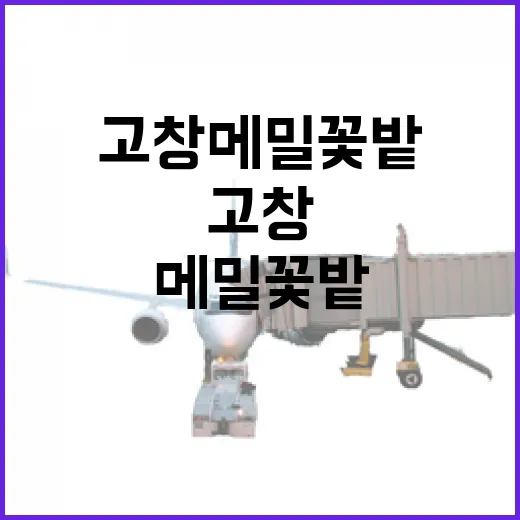 고창 메밀꽃밭, 가을밤의 낭만