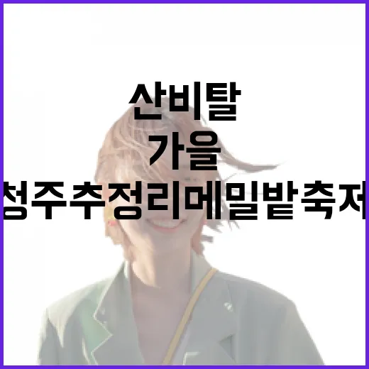 청주 추정리 메밀밭 축제, 가을 산비탈의 순백 향연