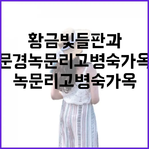 황금빛 들판과 고택의 만남, 문경 녹문리고병숙가옥