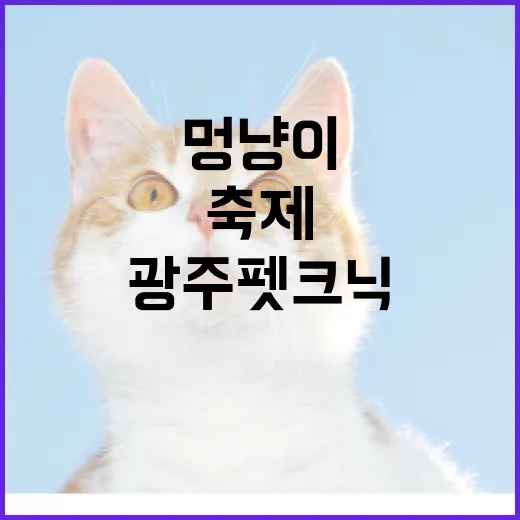 광주 펫크닉, 멍냥이와 함께한 가을 축제