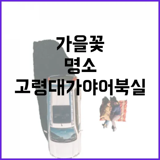 고령 대가야 어북실 가을꽃 만개 명소