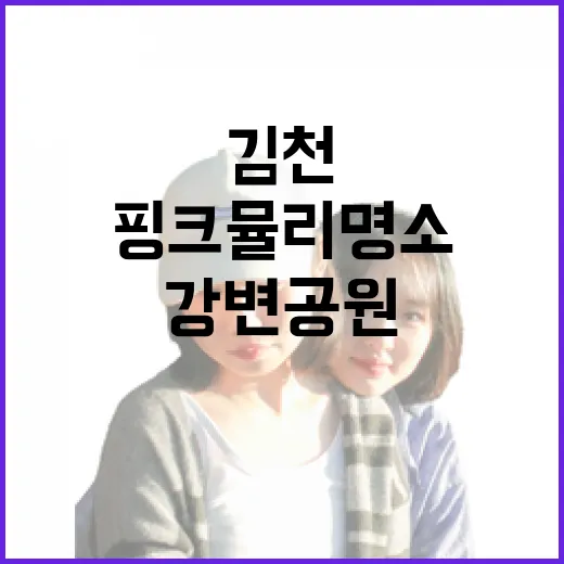 김천 강변공원 가을 핑크뮬리 명소