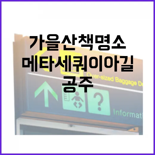 공주 메타세쿼이아길 가을 산책 명소