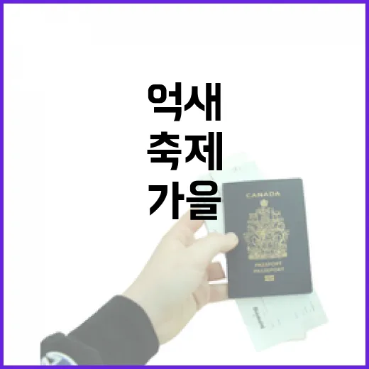 노을과 억새가 빚어낸 가을 축제