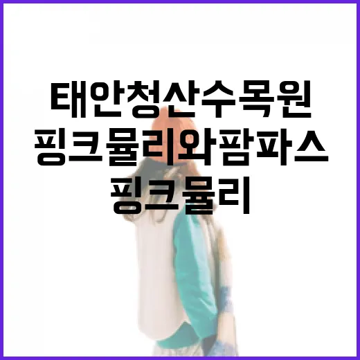 태안 청산수목원, 핑크뮬리와 팜파스 절경