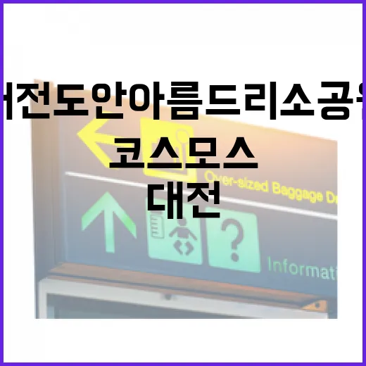 대전 도안 아름드리소공원 가을 코스모스 산책