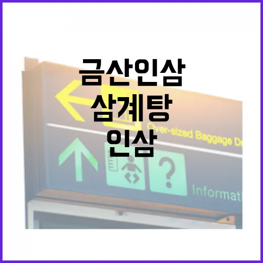 금산 인삼과 삼계탕의 매력 속으로