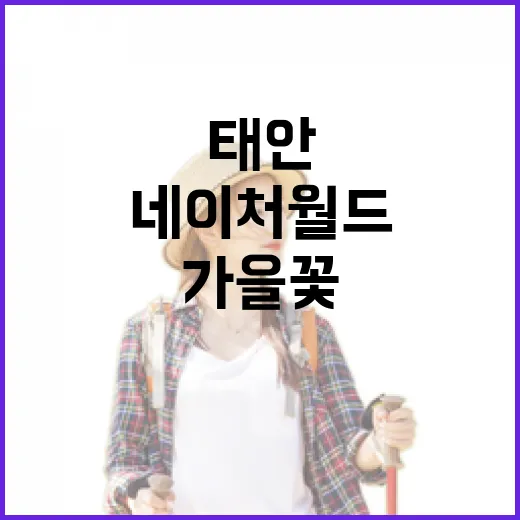 태안 네이처월드 가을꽃과 빛의 향연