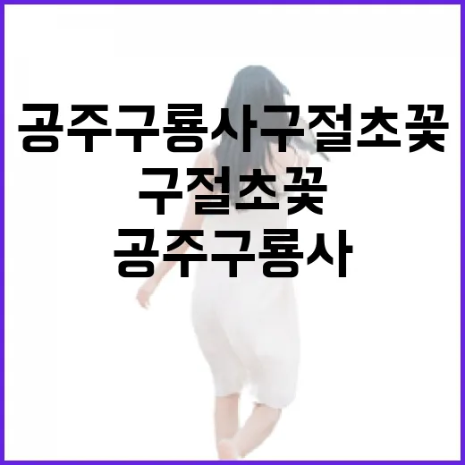 공주 구룡사 구절초꽃 절정기 풍경