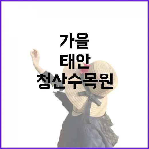 태안 청산수목원 가을 핑크뮬리 절경