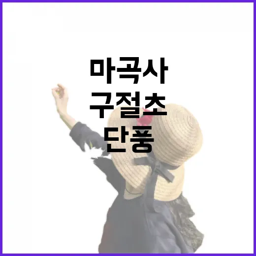 마곡사 가을, 구절초와 단풍의 향연