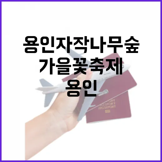 가을 감성 가득한 용인 자작나무숲 가을꽃축제