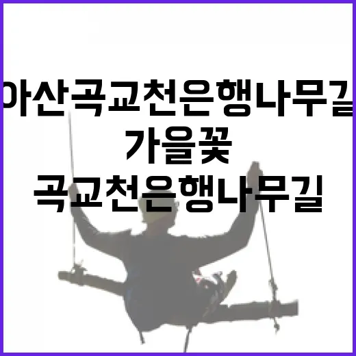 아산 곡교천 은행나무길 가을꽃 향연