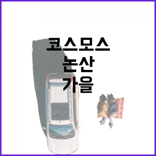 논산 가을 코스모스 명소 집중 탐방